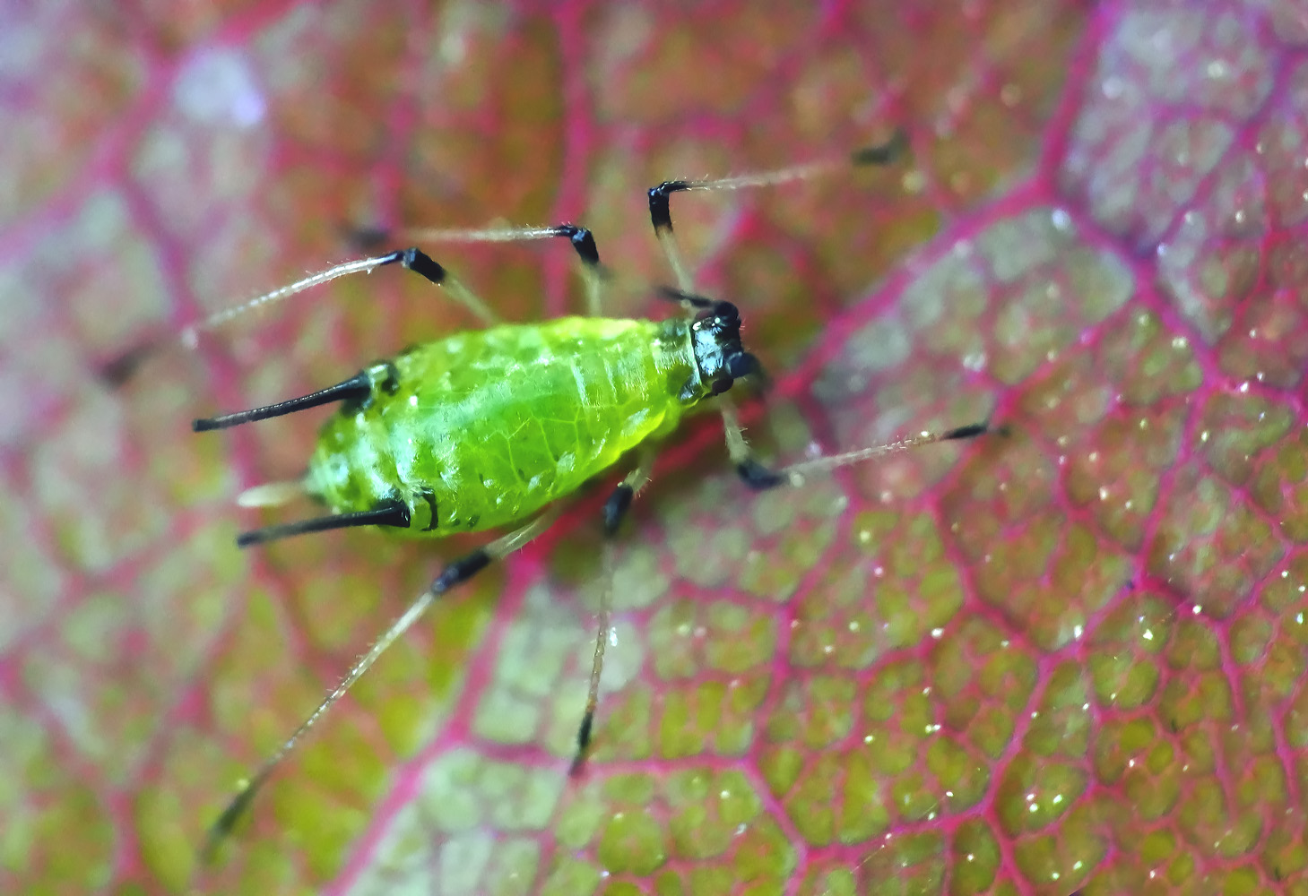 unser freundlicher mitbewohner im garten ...