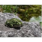 'unser ' Frosch ...