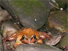 Unser Frosch heißt Fridolin