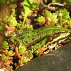 Unser Frosch im Garten