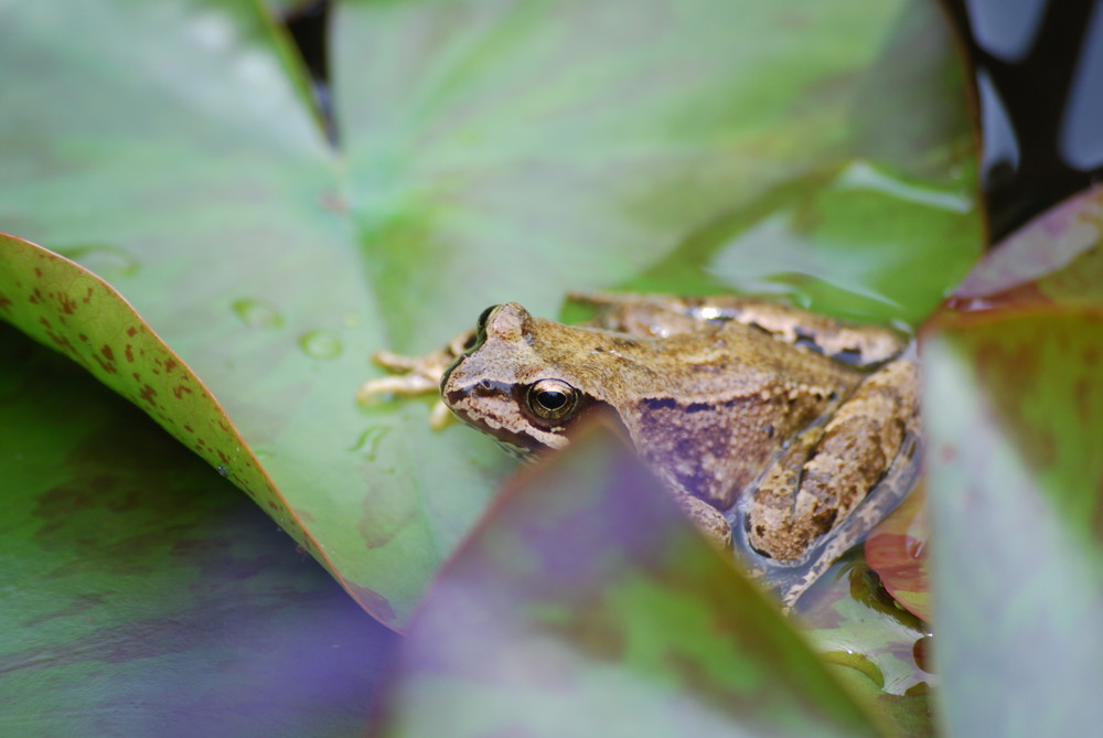 Unser Frosch im Teich