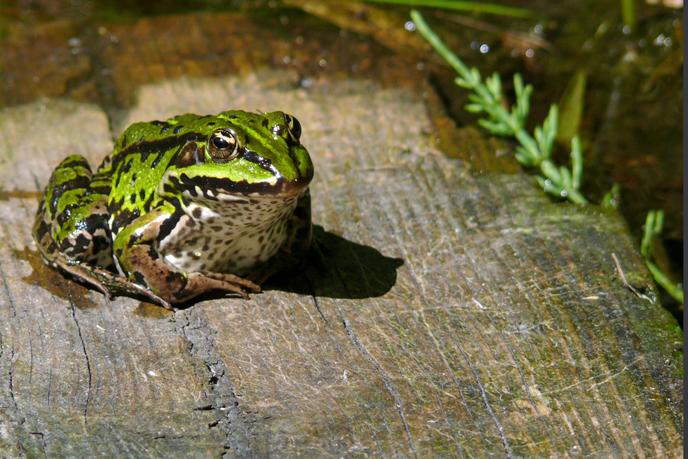 unser Frosch vom Gartenteich