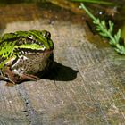 unser Frosch vom Gartenteich