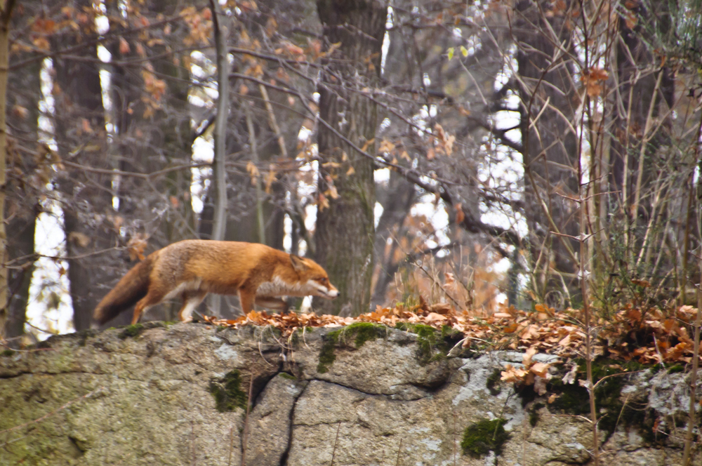 Unser Fuchs