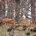 Unser Fuchs