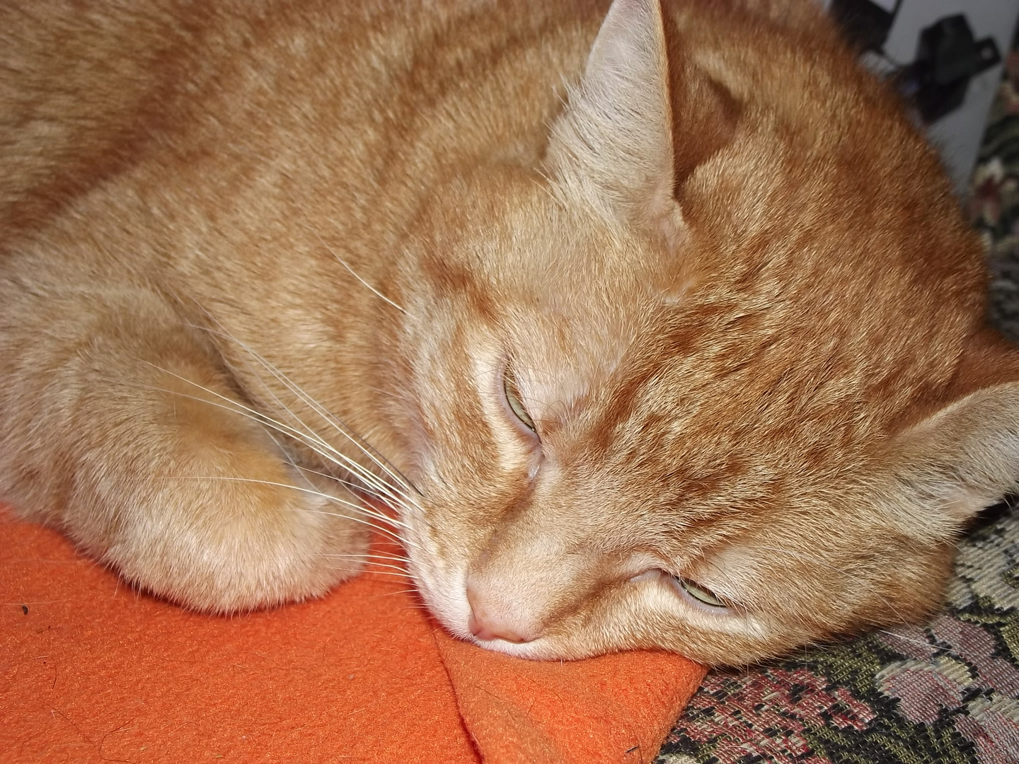 Unser Garfield