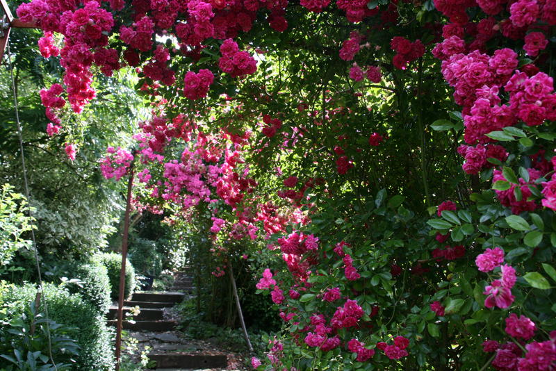 Unser Garten