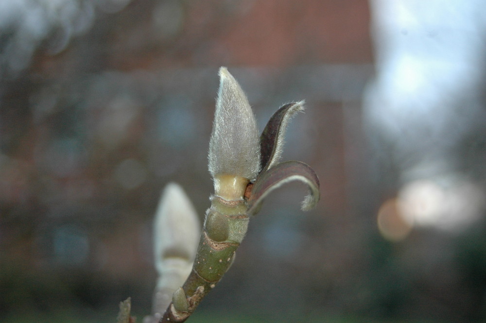 Unser Garten