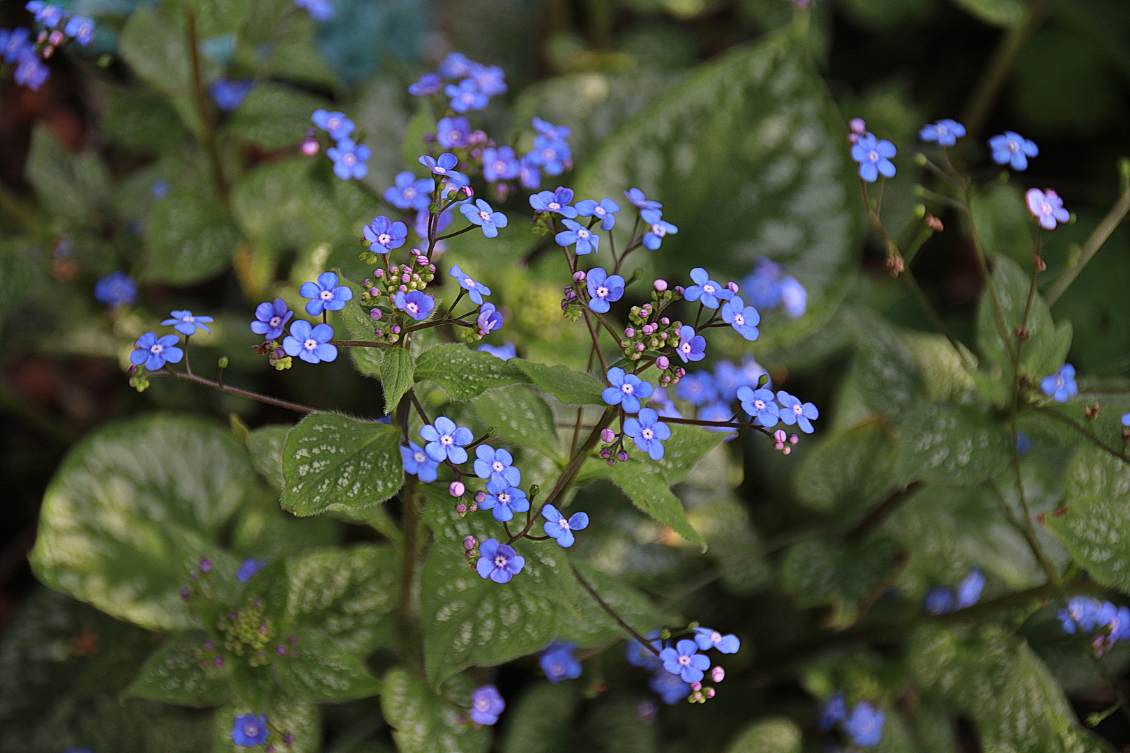 Unser Garten