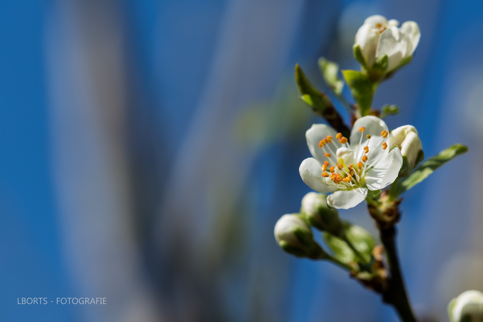 * UNSER GARTEN *