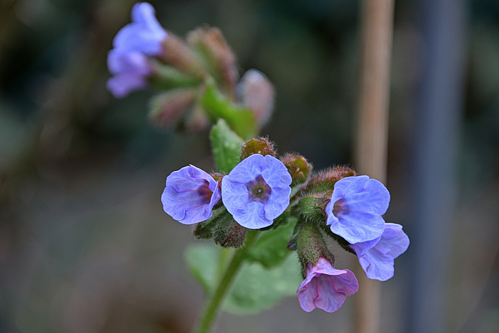 Unser Garten