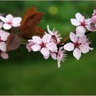 Unser Garten .....das Erste