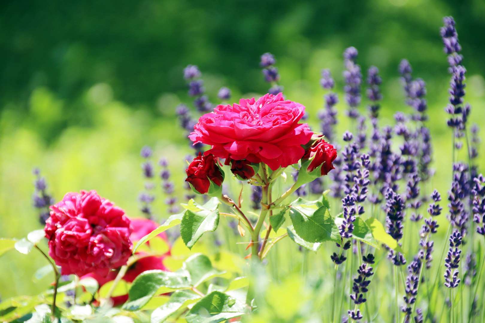 unser Garten Eden