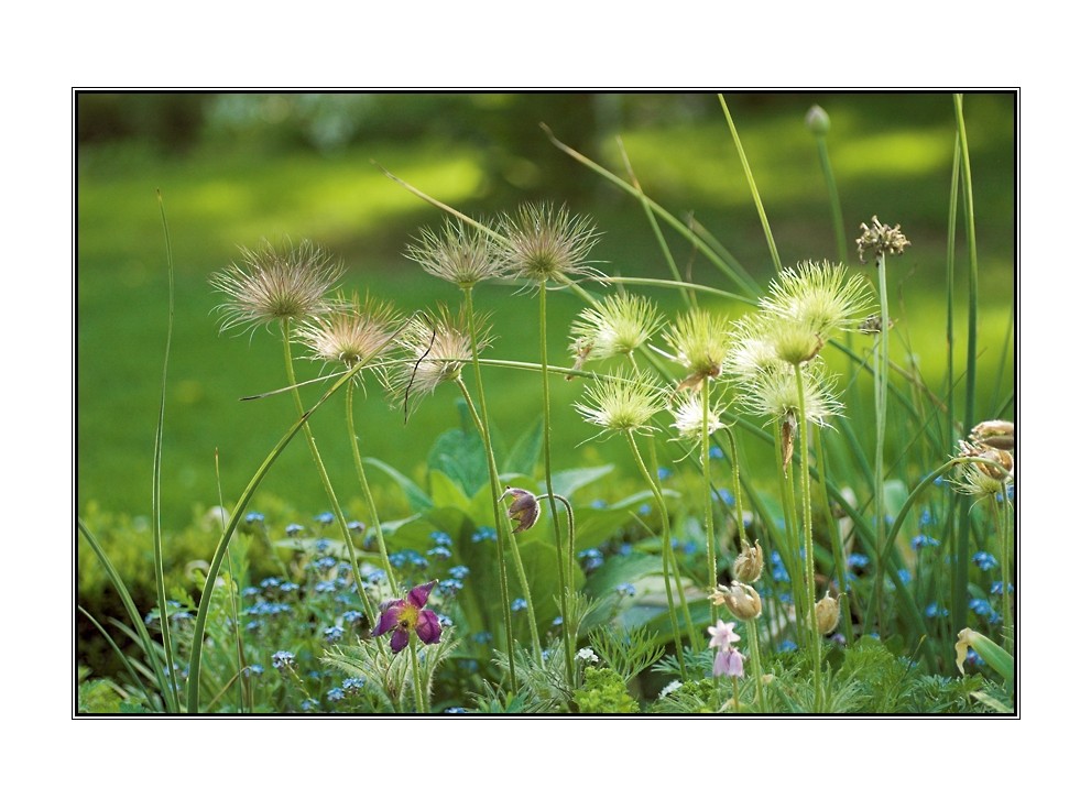 Unser Garten im Frühling