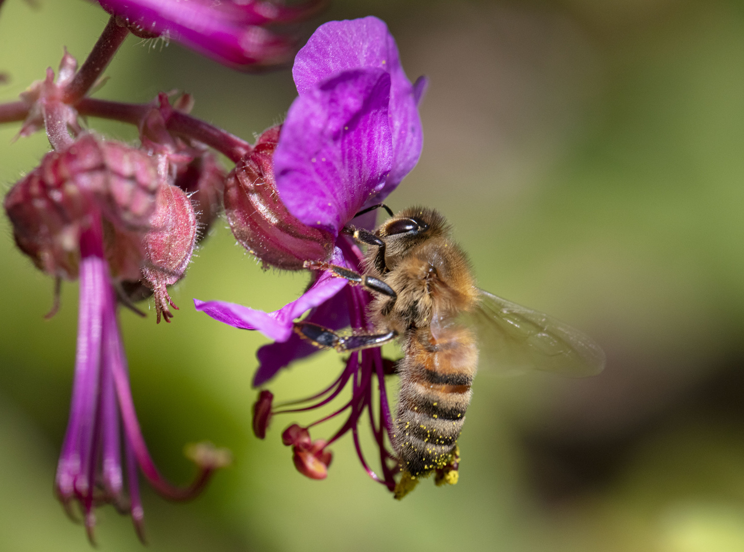 - unser Garten im Mai -