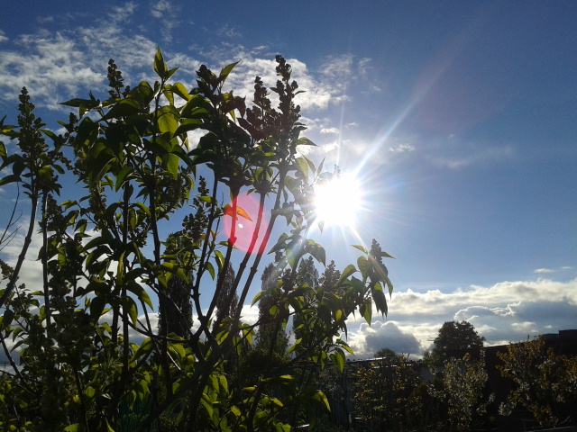 Unser Garten im Sommer