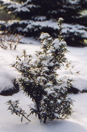 Unser Garten im Winter