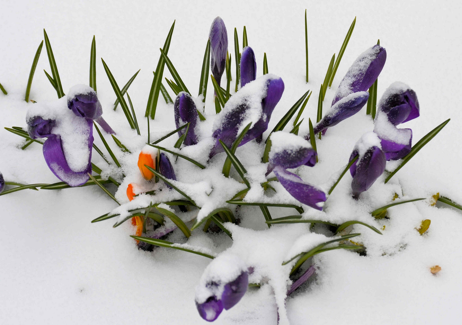 Unser Garten Wintereinbruch im März 2013 Foto & Bild