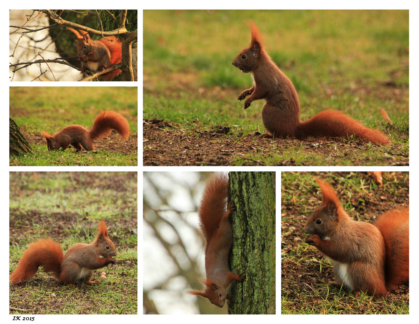 Unser Gartenbesucher