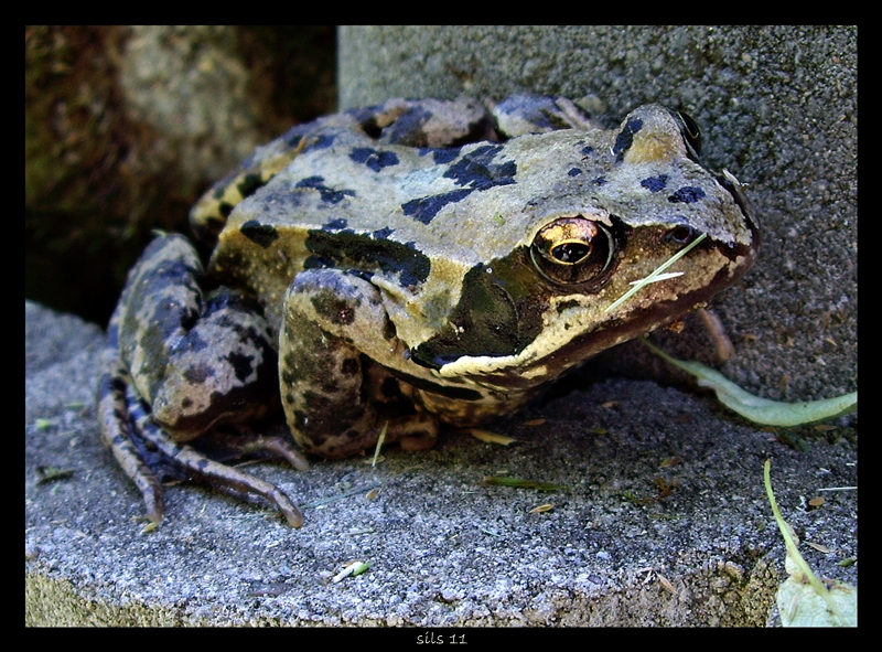 Unser Gartenbewohner