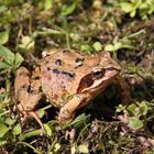 unser Gartenbewohner