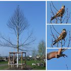 Unser Gartenfalke auf seiner hohen Wacht.