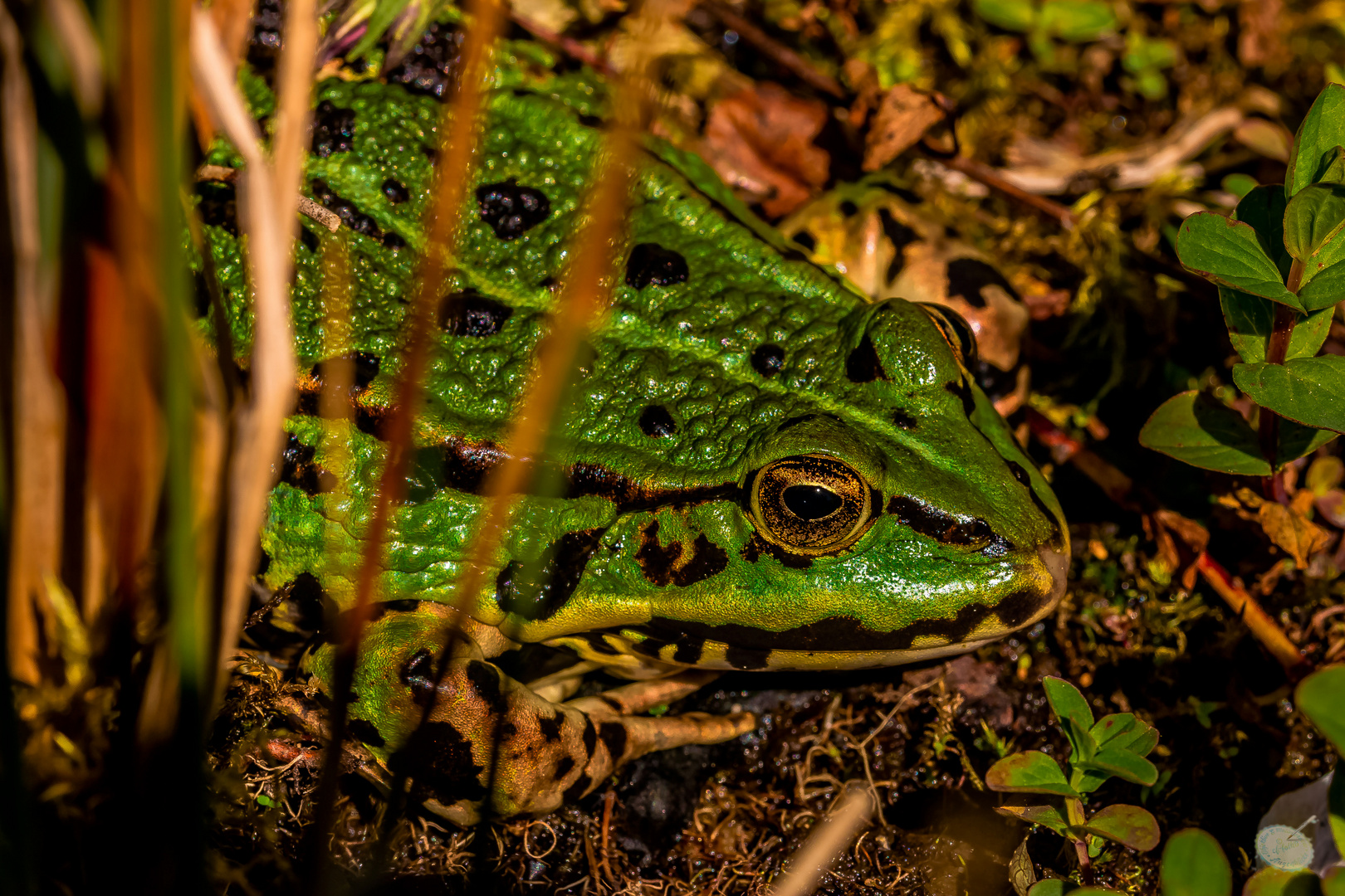 Unser Gartenfrosch am Teichrand- ganz brav