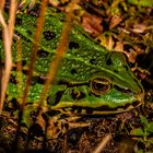 Unser Gartenfrosch am Teichrand- ganz brav