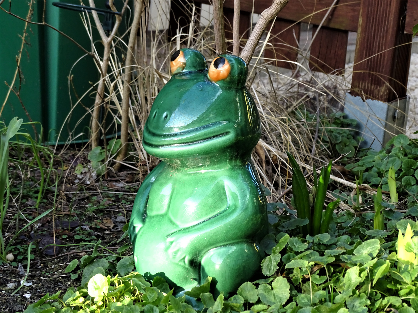 unser Gartenfrosch im Sonnenschein