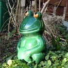 unser Gartenfrosch im Sonnenschein