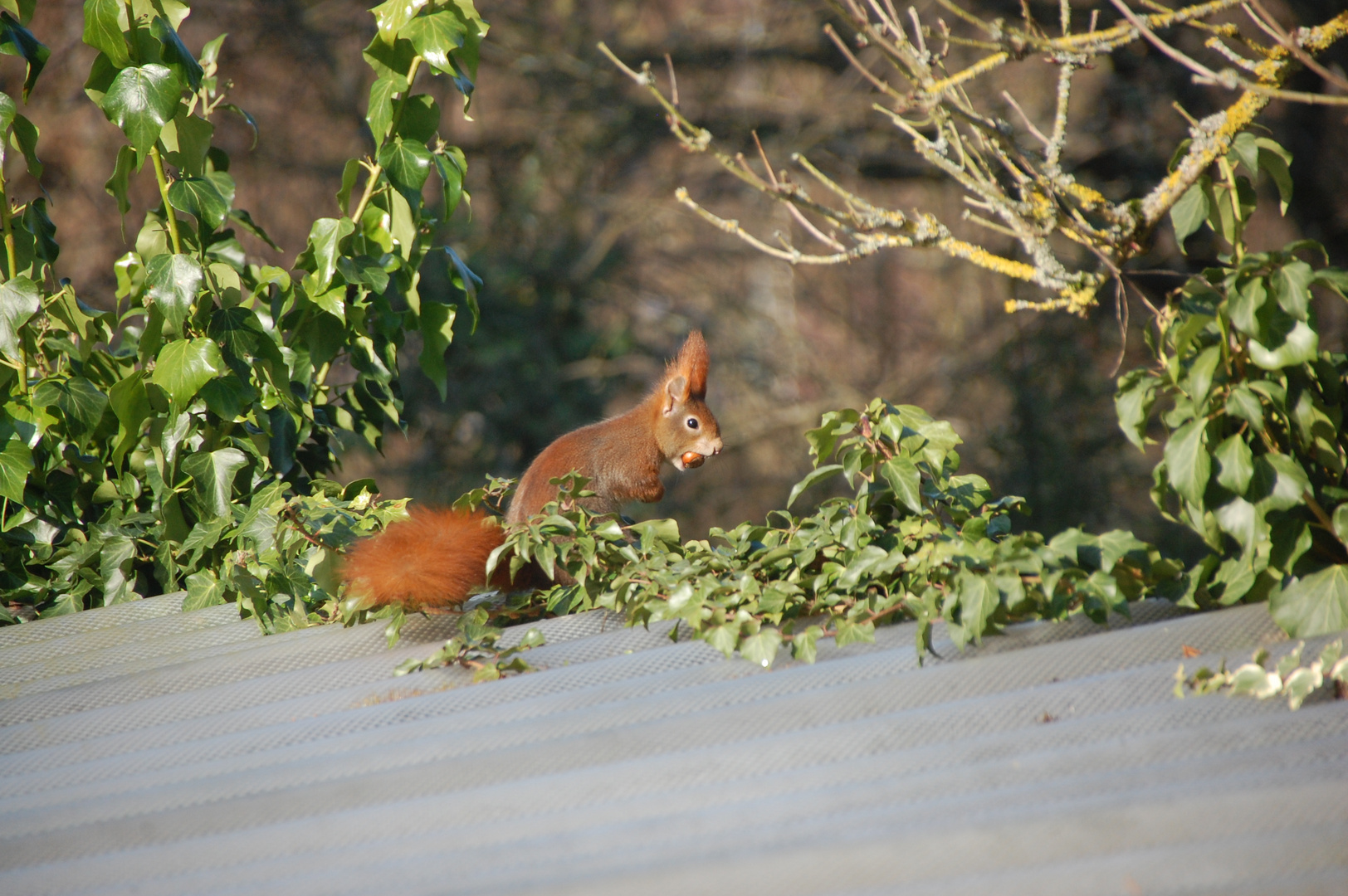 Unser Gartenhhörnchen