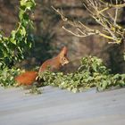 Unser Gartenhhörnchen