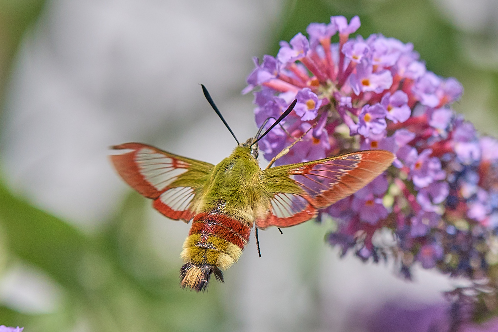 unser Gartenkolibri......