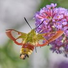 unser Gartenkolibri......