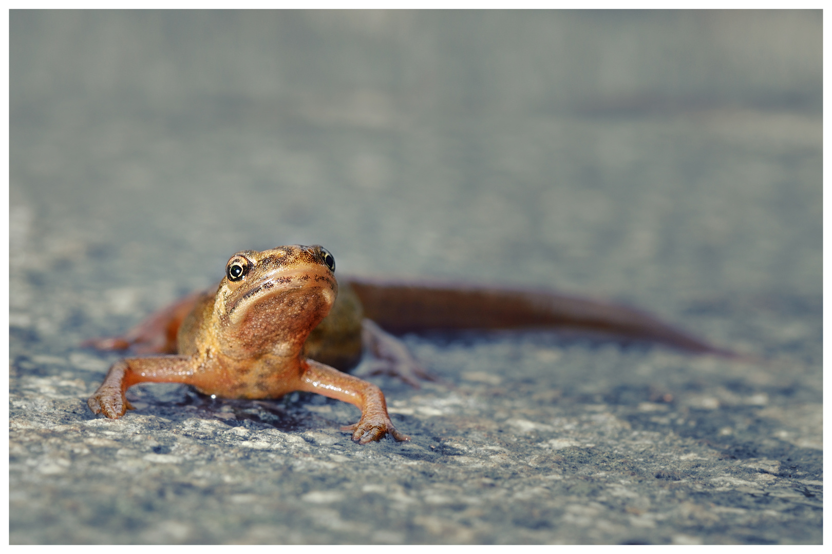 Unser Gartenmolch Fridolin auf Wanderschaft