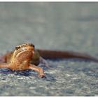 Unser Gartenmolch Fridolin auf Wanderschaft