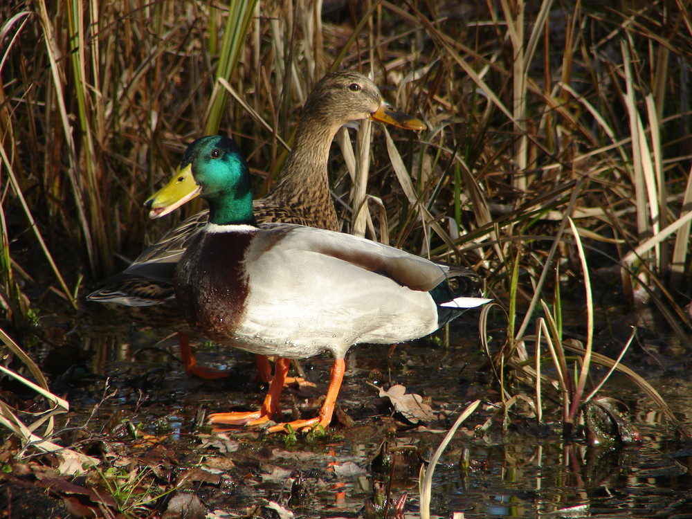 Unser Gartenteich ist Futterreich