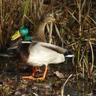 Unser Gartenteich ist Futterreich