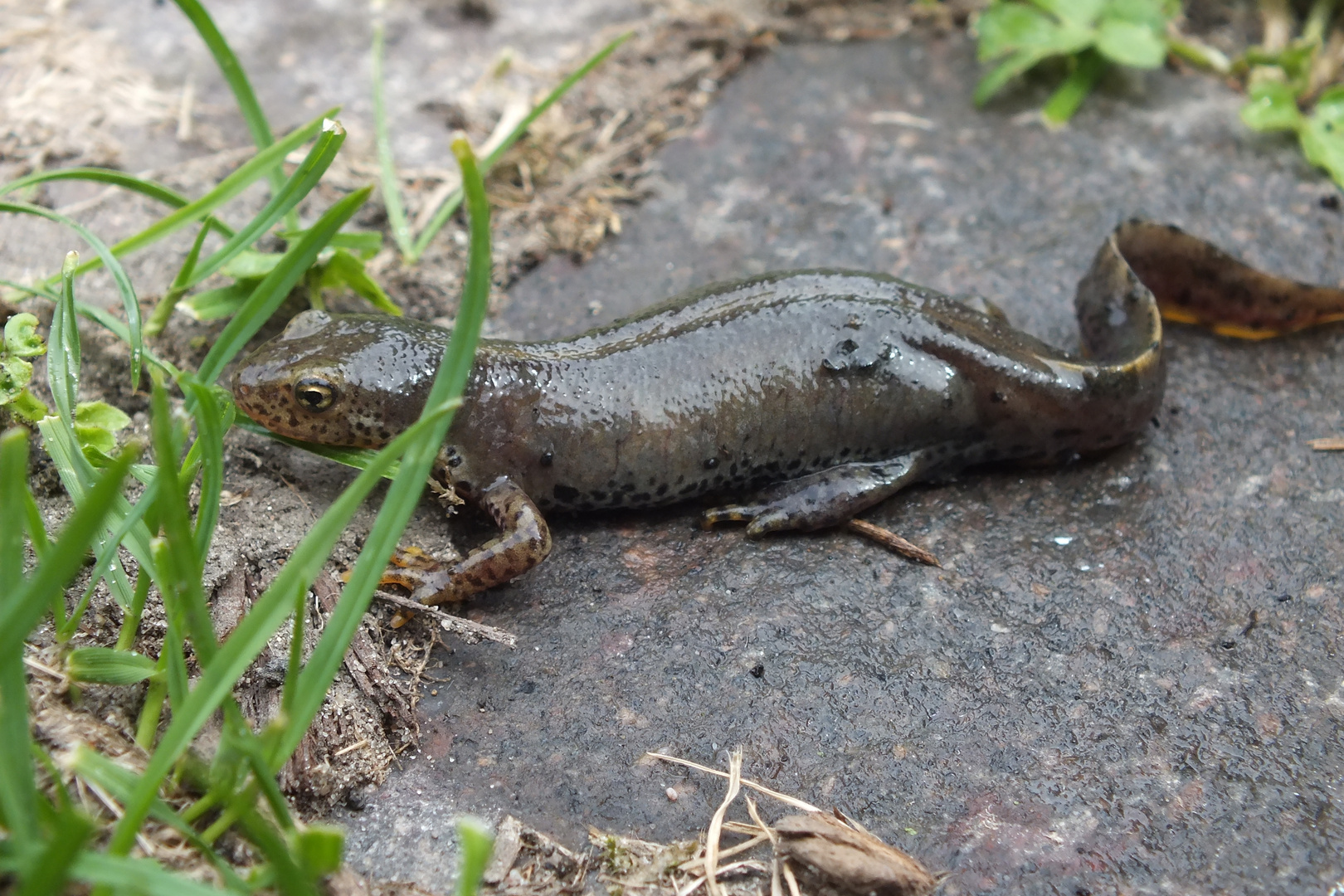 Unser Gast am / im Teich