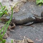 Unser Gast am / im Teich