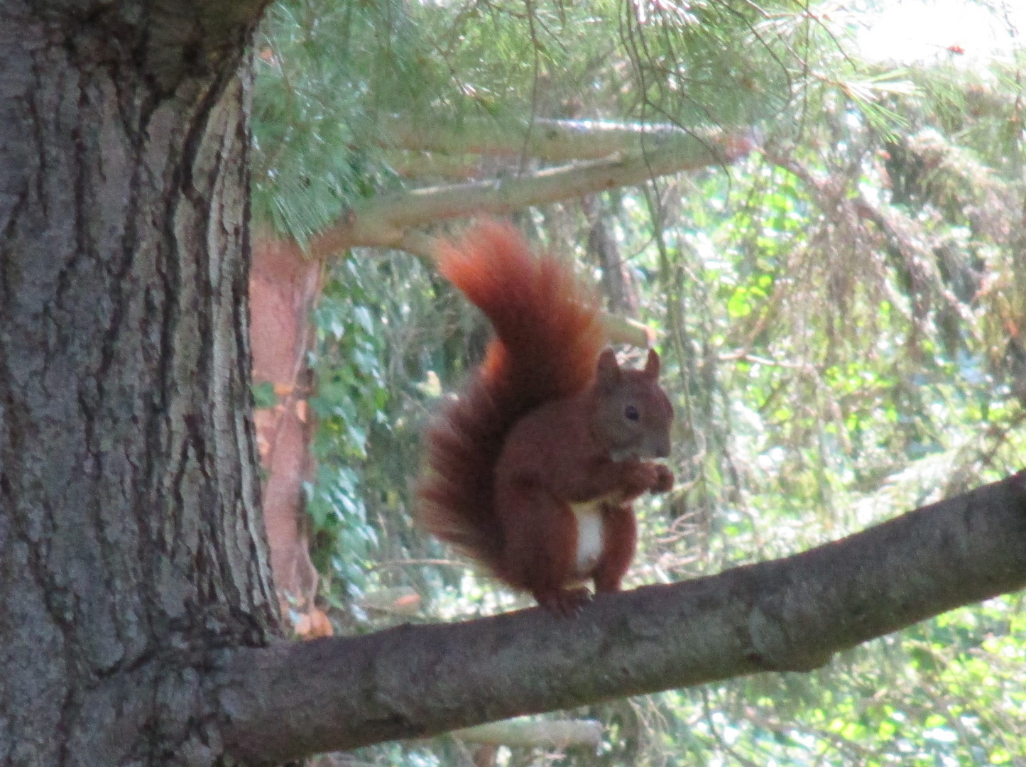 Unser Gast im Garten