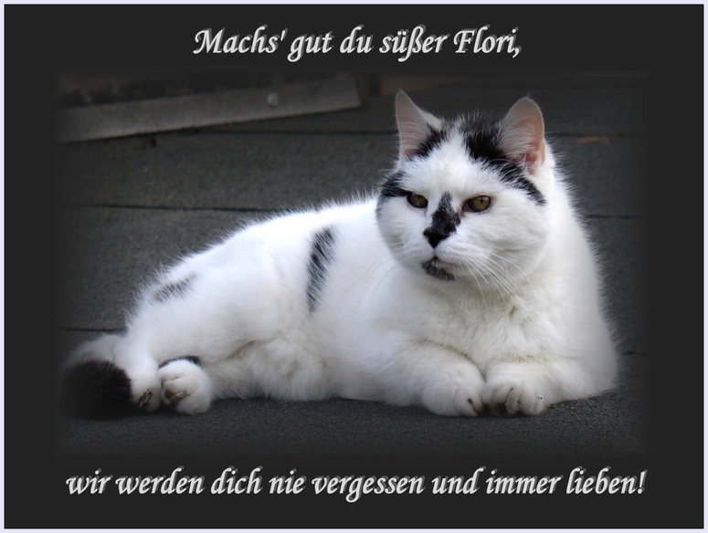 Unser geliebter Kater Flori hat uns für immer verlassen.