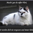 Unser geliebter Kater Flori hat uns für immer verlassen.