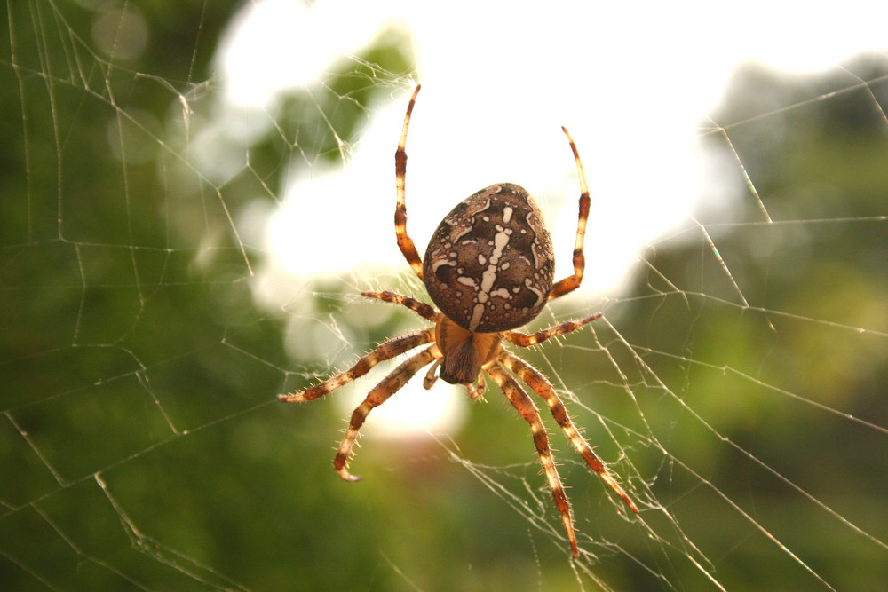 unser Genosse im Garten