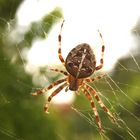 unser Genosse im Garten