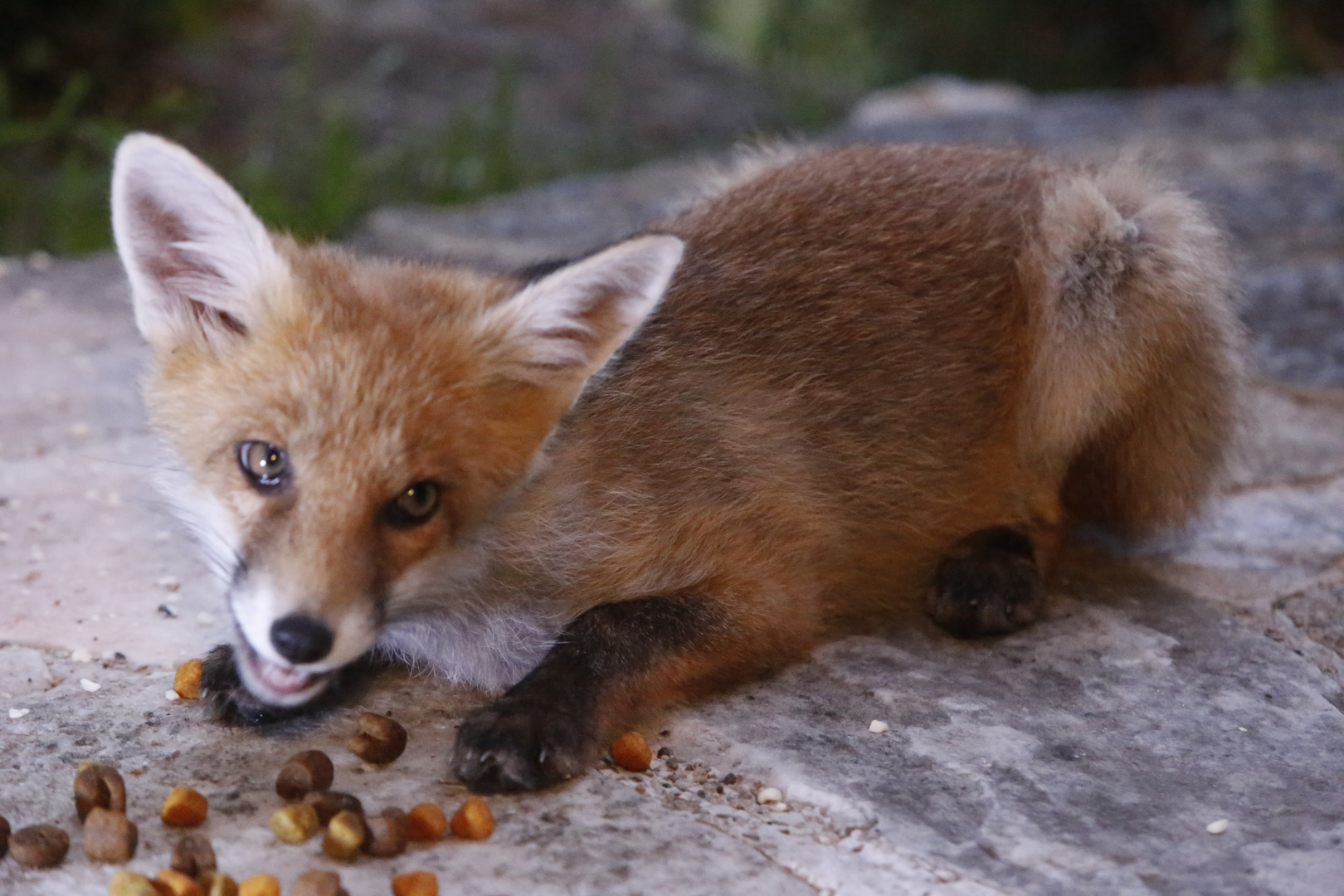 unser gern gesehener Hausgast lässt sichs schmecken