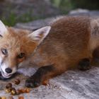 unser gern gesehener Hausgast lässt sichs schmecken