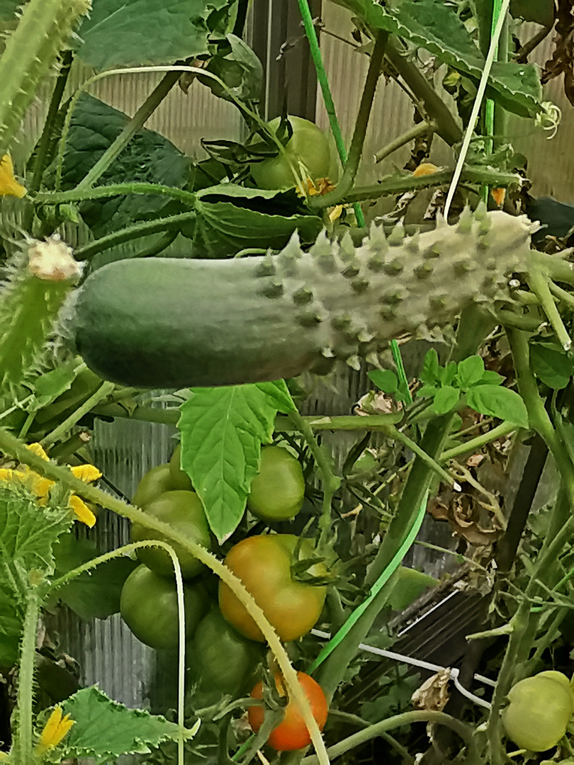 Unser Gewächshaus  -  Our greenhouse