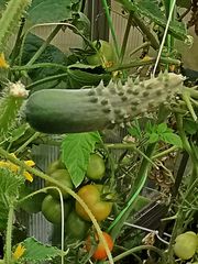 Unser Gewächshaus  -  Our greenhouse