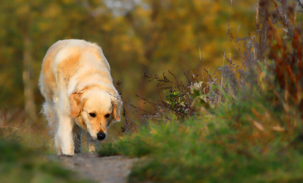 Unser Golden Retriever